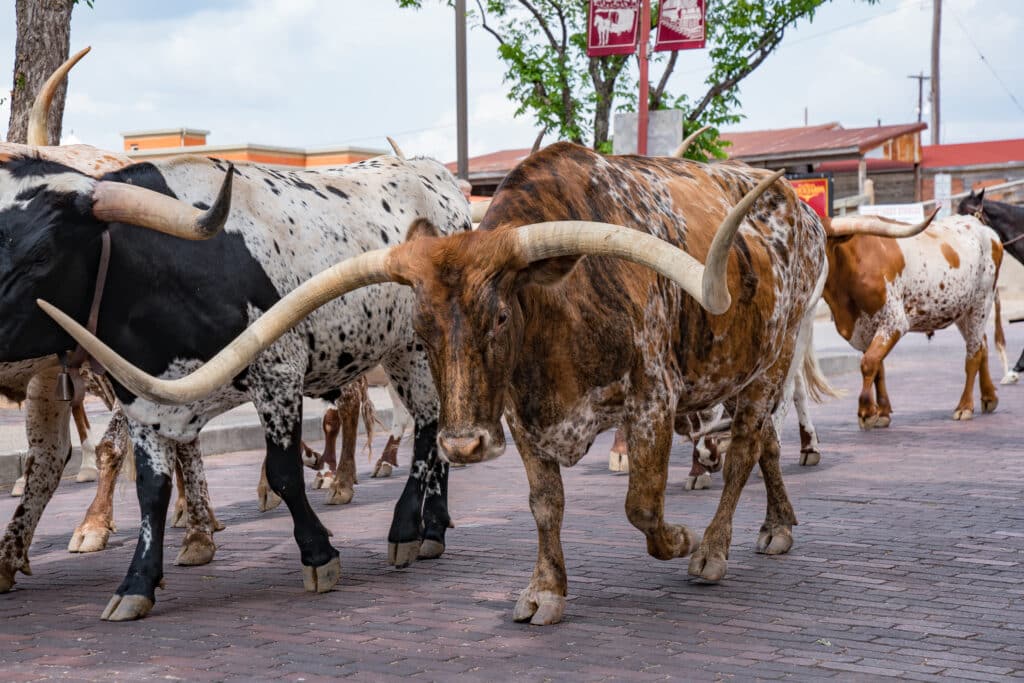 Fort Worth Texas Longhorn Cattle Drive