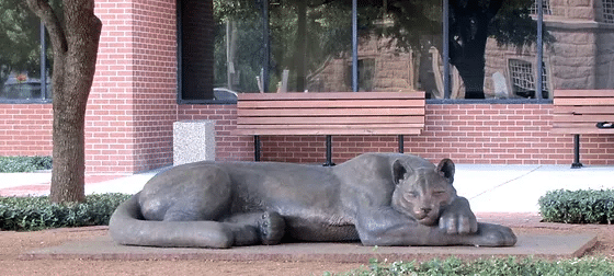 About Panther City Digital Marketing Fort Worth, Texas